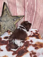 Rustin, a male Shih Tzu for sale in Durand, IL – 4 of 4