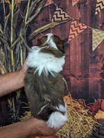 Pennywise, a male Shih Tzu for sale in Durand, IL – 3 of 3