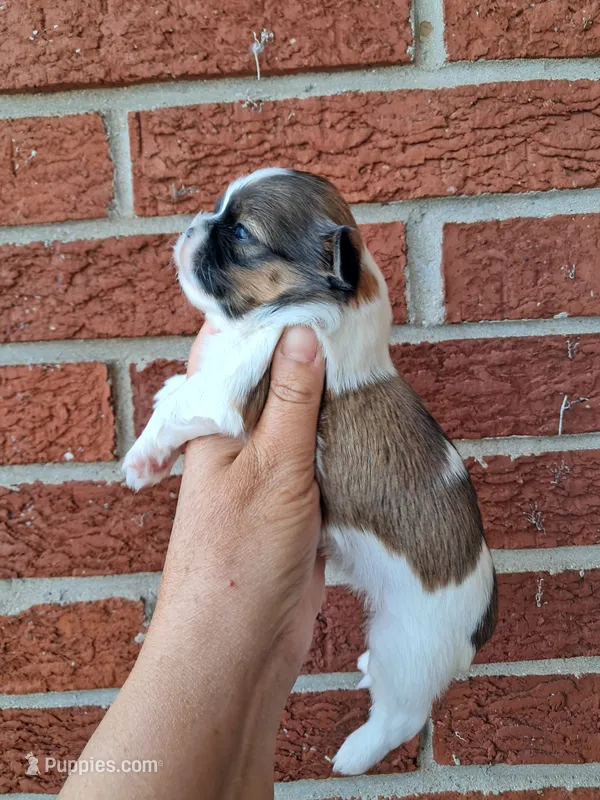Lexi – Shih Tzu puppy for sale in Durand, IL