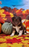 AKC Reba, a female Australian Shepherd for sale in Durand, IL – 4 of 10