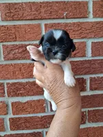 Dottie, a female Shih Tzu for sale in Durand, IL – 3 of 3