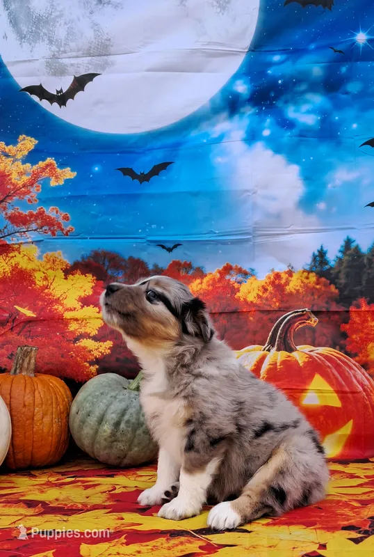 AKC Dolly – Australian Shepherd puppy for sale in Durand, IL