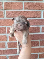 Hershel, a male Shih Tzu for sale in Durand, IL – 3 of 3