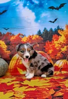 AKC Faith, a female Australian Shepherd for sale in Durand, IL – 5 of 10