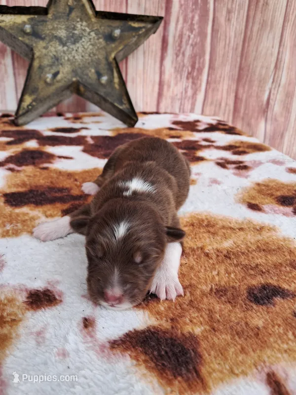 AKC Reba – Australian Shepherd puppy for sale in Durand, IL