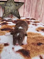 AKC Reba, a female Australian Shepherd for sale in Durand, IL – 1 of 4