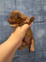 Prince, a male Miniature Dachshund for sale in Durand, IL – Photo 3 of 6