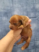 Prince, a male Miniature Dachshund for sale in Durand, IL – Photo 5 of 6