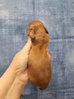 Prince, a male Miniature Dachshund for sale in Durand, IL – Photo 6 of 6