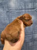 Prince, a male Miniature Dachshund for sale in Durand, IL – Photo 4 of 6