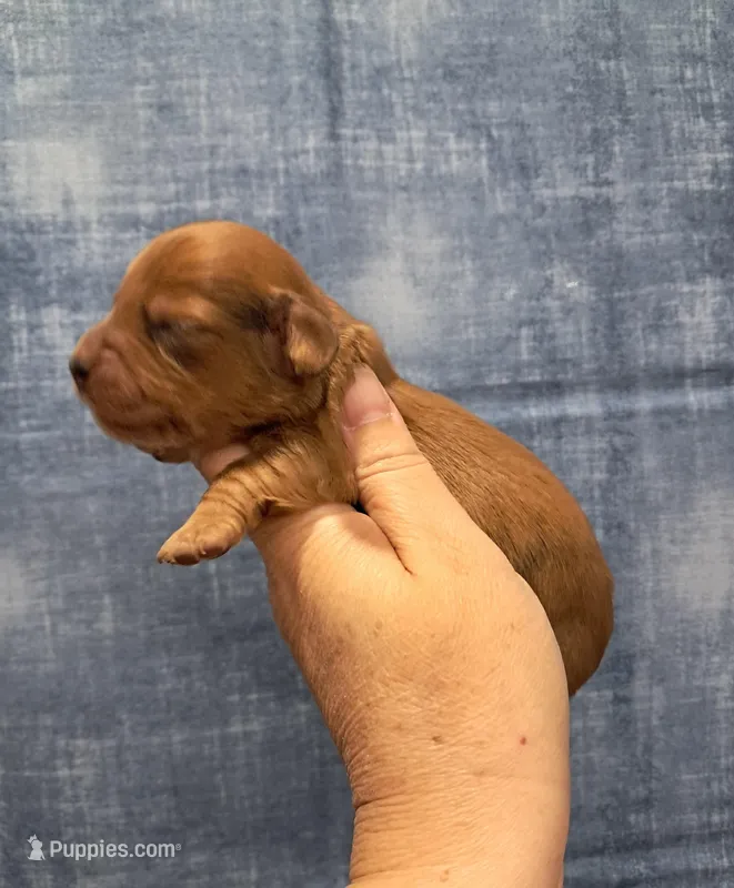 Prince – Miniature Dachshund puppy for sale in Durand, IL