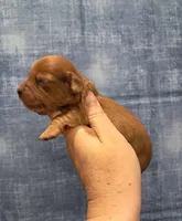 Prince, a male Miniature Dachshund for sale in Durand, IL – Photo 1 of 6