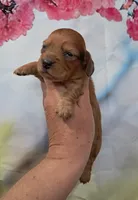 Prince, a male Miniature Dachshund for sale in Durand, IL – 2 of 3