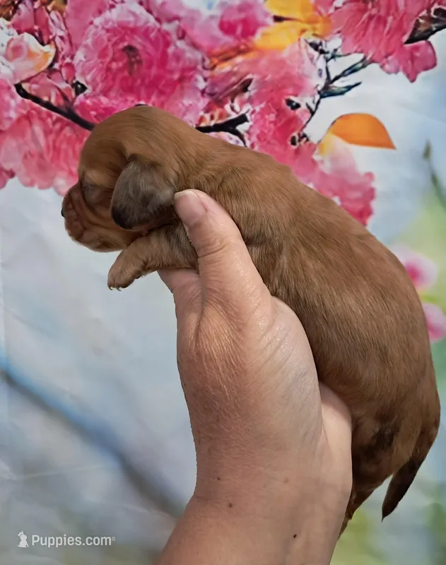 Prince – Miniature Dachshund puppy for sale in Durand, IL
