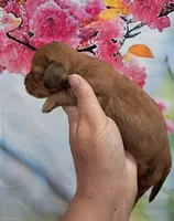 Prince, a male Miniature Dachshund for sale in Durand, IL – 1 of 3