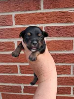 Shilo, a male Yorkshire Terrier for sale in Durand, IL – 2 of 3