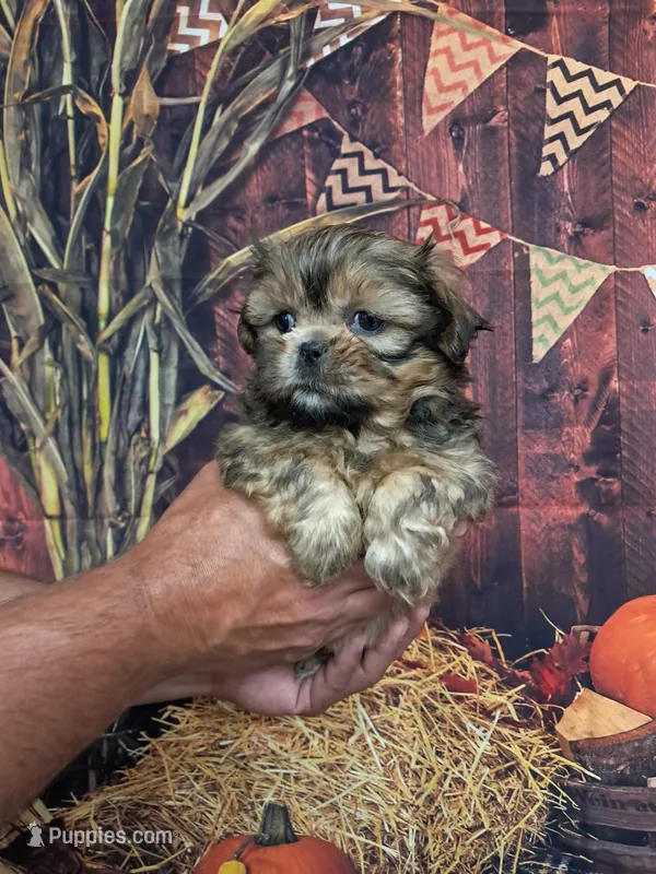 Chucky – Shih Tzu puppy for sale in Durand, IL