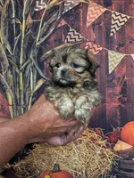Chucky, a male Shih Tzu for sale in Durand, IL – 1 of 3