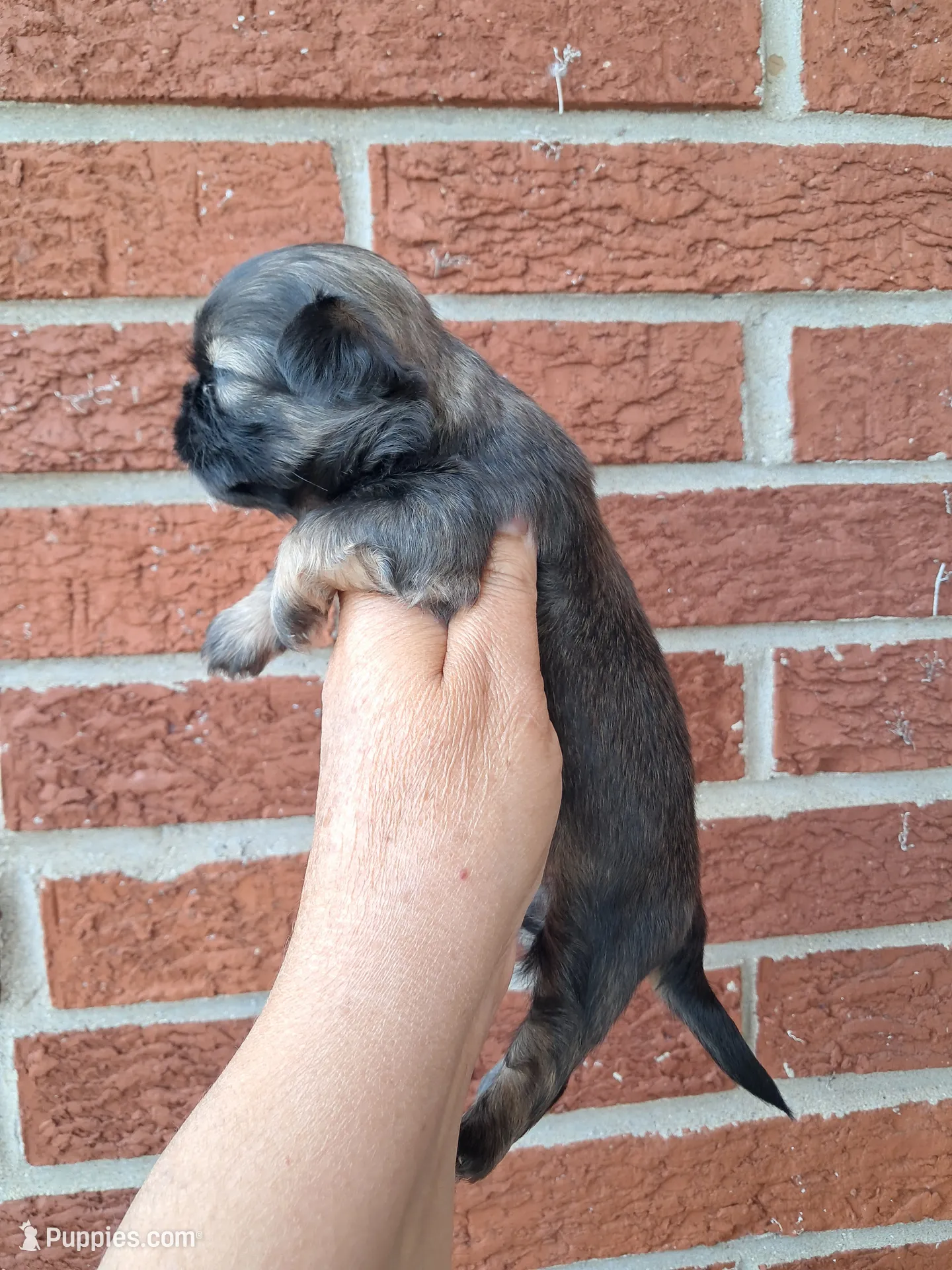 Puppyページです。 Chip – Shih Tzu Puppy for Sale in Durand, IL | Puppies.com