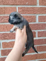 Chip, a male Shih Tzu for sale in Durand, IL – 1 of 3