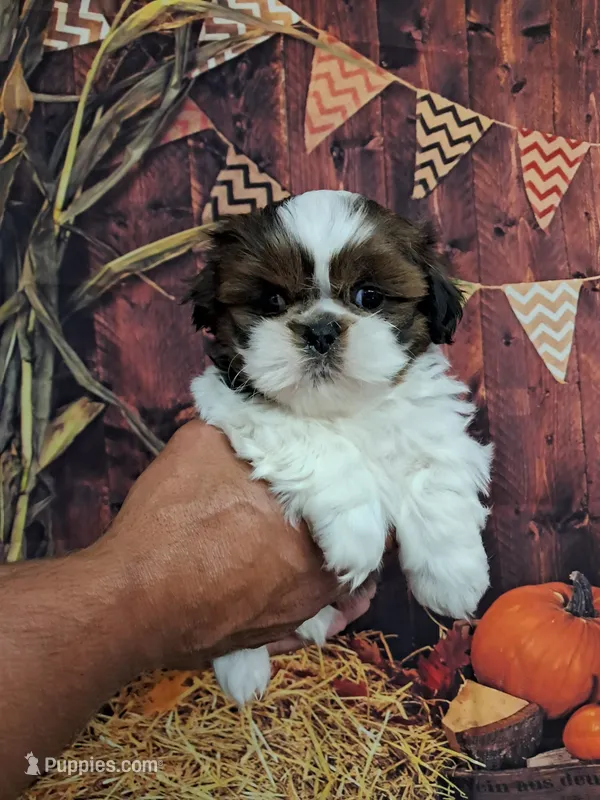 Pennywise – Shih Tzu puppy for sale in Durand, IL
