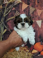 Pennywise, a male Shih Tzu for sale in Durand, IL – 1 of 3