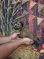 Chucky, a male Shih Tzu for sale in Durand, IL – 2 of 3