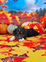 AKC Ella, a female Australian Shepherd for sale in Durand, IL – 4 of 8