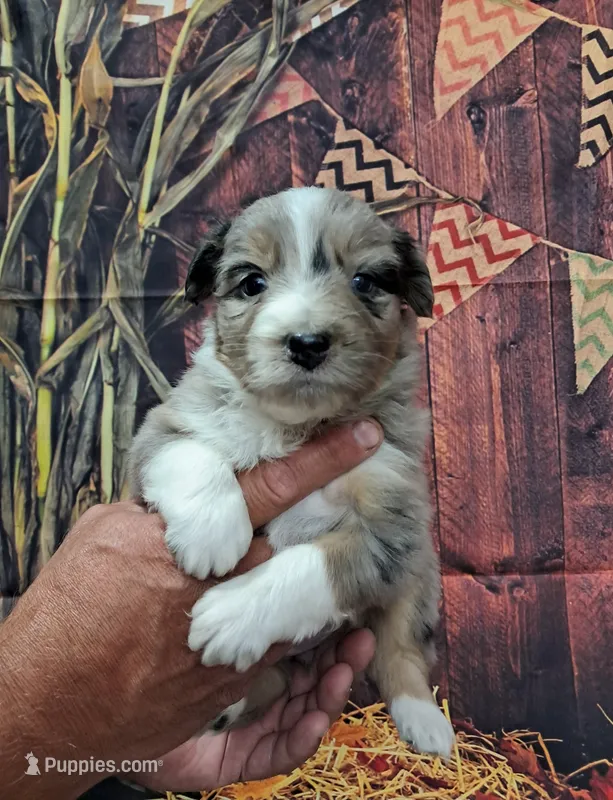 AKC Dolly – Australian Shepherd puppy for sale in Durand, IL