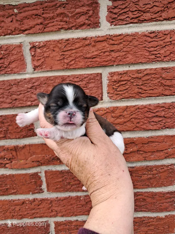 Teddy – Shih Tzu puppy for sale in Durand, IL