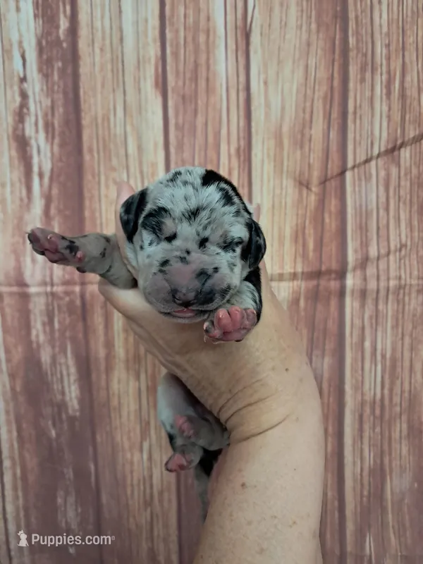 AKC Kira – Great Dane puppy for sale in Durand, IL