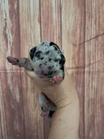 AKC Kira, a female Great Dane for sale in Durand, IL – Photo 1 of 3