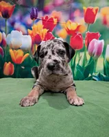 AKC Kira, a female Great Dane for sale in Durand, IL – Photo 2 of 4