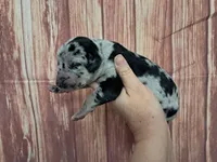 AKC Kira, a female Great Dane for sale in Durand, IL – Photo 3 of 3