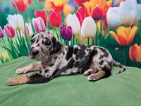 AKC Kira, a female Great Dane for sale in Durand, IL – Photo 4 of 4