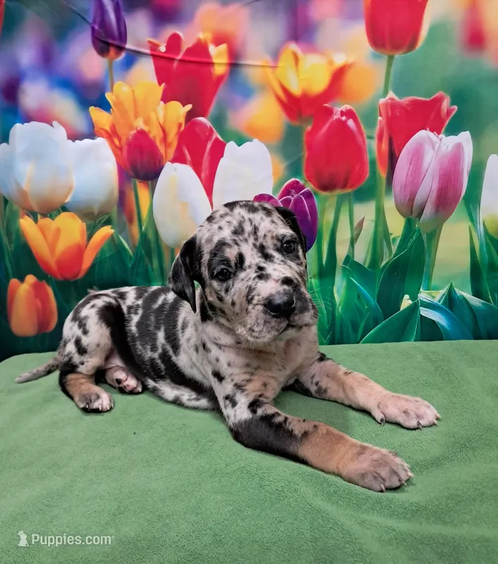 AKC Kira – Great Dane puppy for sale in Durand, IL