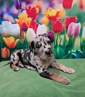 AKC Kira, a female Great Dane for sale in Durand, IL – Photo 1 of 4
