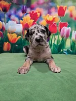 AKC Kira, a female Great Dane for sale in Durand, IL – Photo 3 of 4