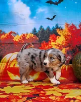 AKC Faith, a female Australian Shepherd for sale in Durand, IL – 6 of 10