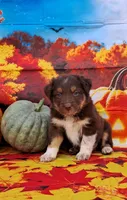 AKC Reba, a female Australian Shepherd for sale in Durand, IL – 5 of 10
