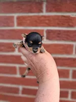 Peanut, a female Yorkshire Terrier for sale in Durand, IL – 4 of 4