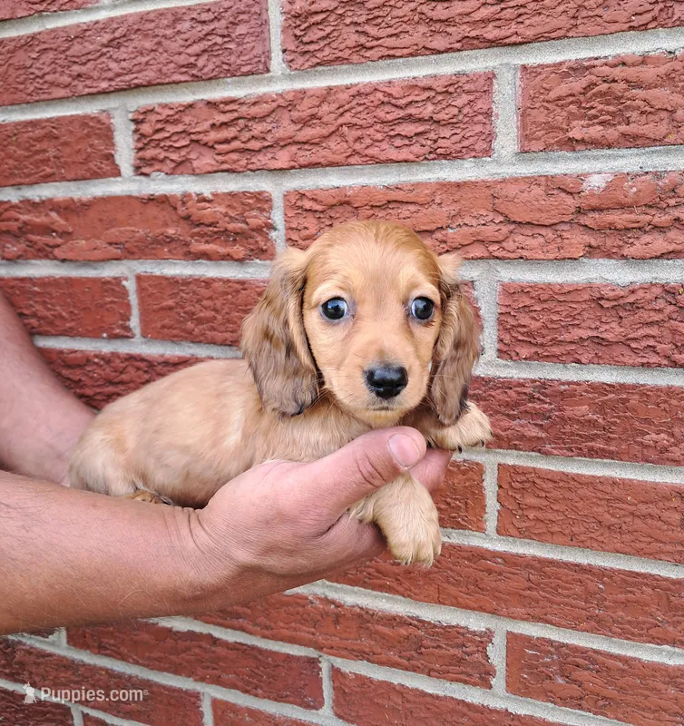 Prince – Miniature Dachshund puppy for sale in Durand, IL
