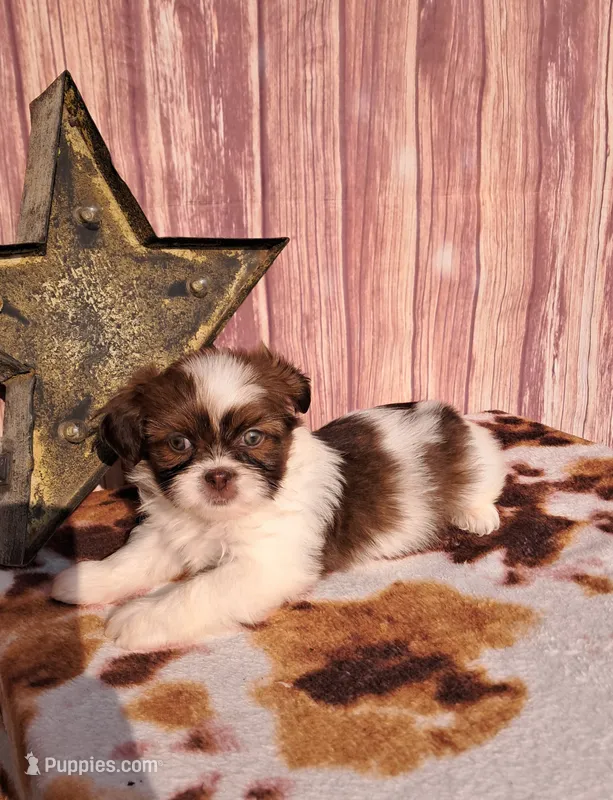 Charlie – Shih Tzu puppy for sale in Durand, IL