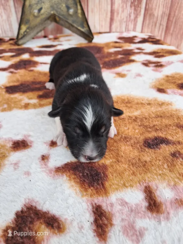 AKC Ella – Australian Shepherd puppy for sale in Durand, IL