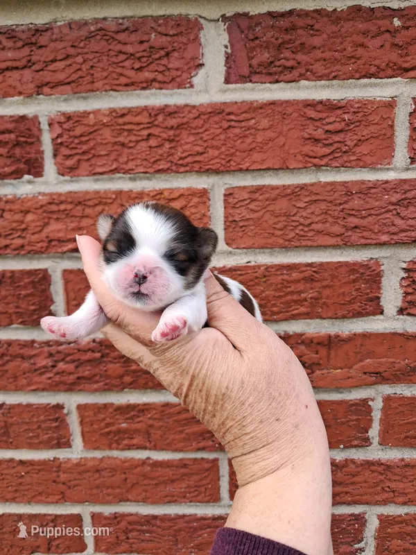 Shilo – Shih Tzu puppy for sale in Durand, IL