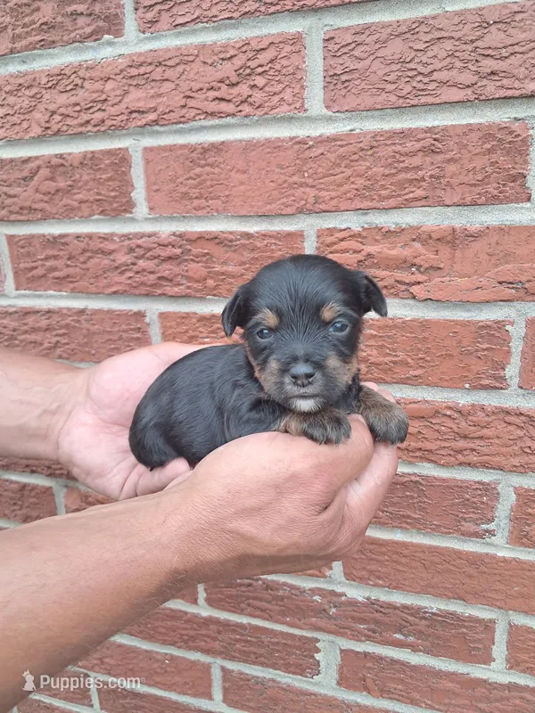 Shilo – Yorkshire Terrier puppy for sale in Durand, IL