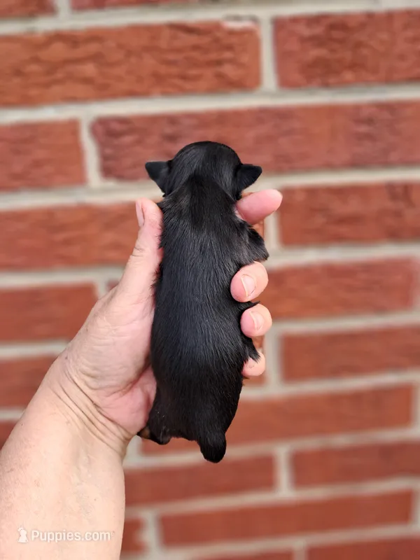 Peanut – Yorkshire Terrier puppy for sale in Durand, IL
