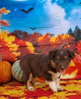 AKC Reba, a female Australian Shepherd for sale in Durand, IL – 3 of 10