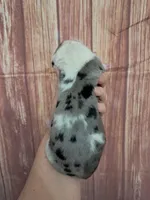 AKC Toby, a male Great Dane for sale in Durand, IL – Photo 2 of 3