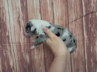 AKC Toby, a male Great Dane for sale in Durand, IL – Photo 3 of 3